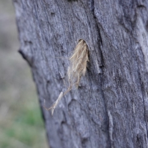 Isodontia sp. (genus) at Deakin, ACT - 24 Jul 2019 03:56 PM