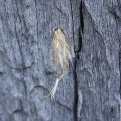 Isodontia sp. (genus) at Deakin, ACT - 24 Jul 2019