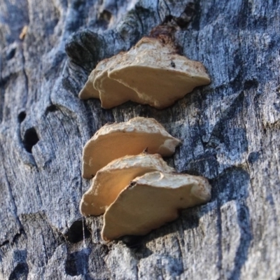 Truncospora ochroleuca at Deakin, ACT - 24 Jul 2019 by JackyF