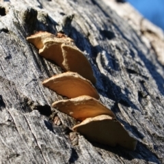 Truncospora ochroleuca at Deakin, ACT - 24 Jul 2019