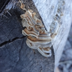 Trametes versicolor (Turkey Tail) at Deakin, ACT - 24 Jul 2019 by JackyF