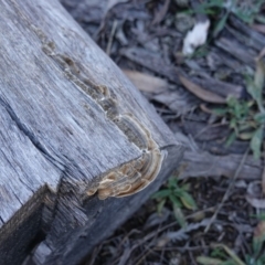 Trametes versicolor at Deakin, ACT - 24 Jul 2019 03:44 PM