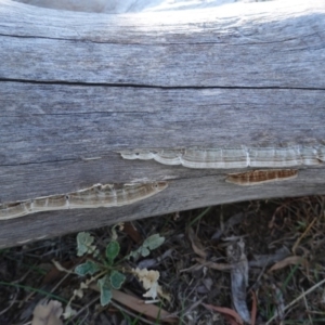 Trametes versicolor at Deakin, ACT - 24 Jul 2019 03:46 PM