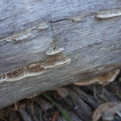 Trametes versicolor at Deakin, ACT - 24 Jul 2019 03:46 PM