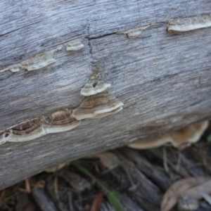 Trametes versicolor at Deakin, ACT - 24 Jul 2019 03:46 PM