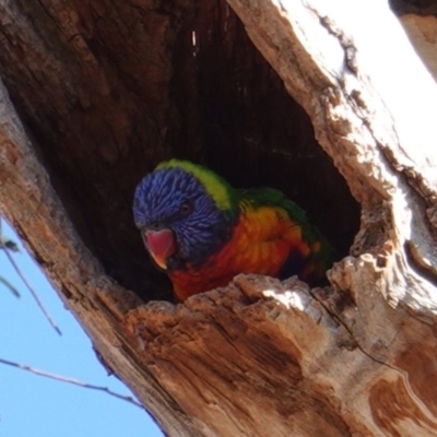 Trichoglossus moluccanus (Rainbow Lorikeet) at Red Hill to Yarralumla Creek - 24 Jul 2019 by JackyF