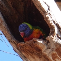 Trichoglossus moluccanus (Rainbow Lorikeet) at GG174 - 24 Jul 2019 by JackyF