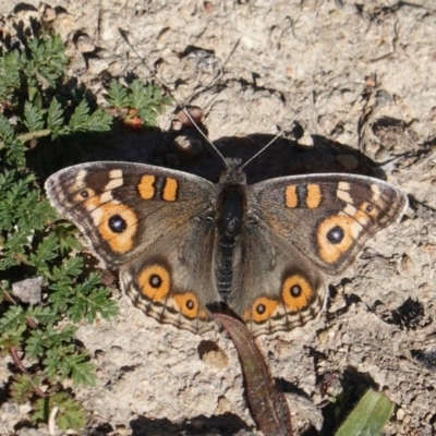 Junonia villida (Meadow Argus) at Red Hill to Yarralumla Creek - 24 Jul 2019 by JackyF