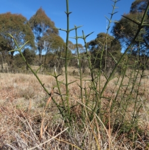 Discaria pubescens at Mount Clear, ACT - 6 Jul 2019