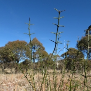 Discaria pubescens at Mount Clear, ACT - 6 Jul 2019 12:08 PM