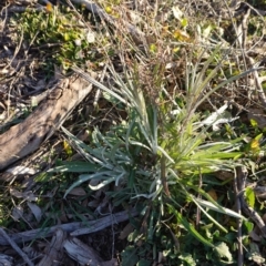 Senecio quadridentatus (Cotton Fireweed) at Hughes, ACT - 24 Jul 2019 by JackyF