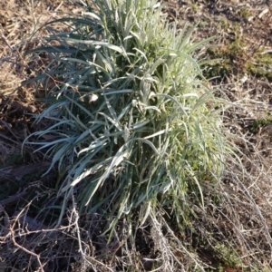 Senecio quadridentatus at Hughes, ACT - 24 Jul 2019