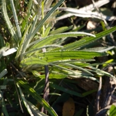 Senecio quadridentatus at Hughes, ACT - 24 Jul 2019