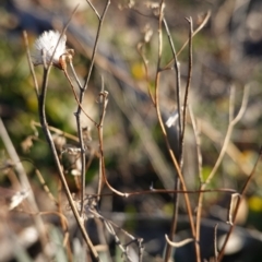 Senecio quadridentatus at Hughes, ACT - 24 Jul 2019