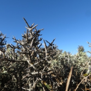 Melicytus angustifolius subsp. divaricatus at Nimmitabel, NSW - 23 Jul 2019