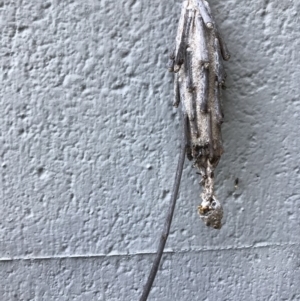 Metura elongatus at Doonan, QLD - 24 Jul 2019 04:36 PM