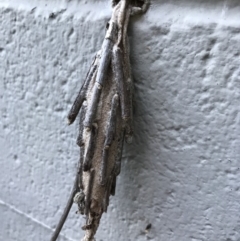 Metura elongatus at Doonan, QLD - 24 Jul 2019 04:36 PM