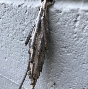 Metura elongatus at Doonan, QLD - 24 Jul 2019 04:36 PM