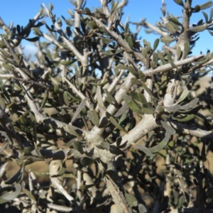 Melicytus angustifolius subsp. divaricatus at Rock Flat, NSW - 23 Jul 2019 02:49 PM