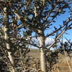 Melicytus angustifolius subsp. divaricatus at Rock Flat, NSW - 23 Jul 2019 02:49 PM