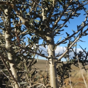 Melicytus angustifolius subsp. divaricatus at Rock Flat, NSW - 23 Jul 2019