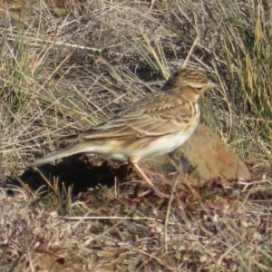 Alauda arvensis at Rock Flat, NSW - 23 Jul 2019