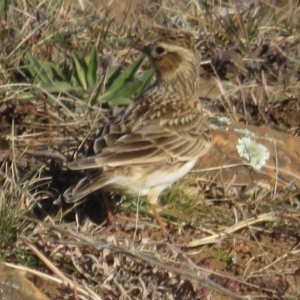 Alauda arvensis at Rock Flat, NSW - 23 Jul 2019