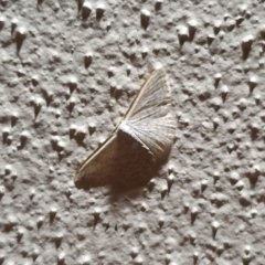 Unidentified Geometer moth (Geometridae) at Peregian Beach, QLD - 24 Jul 2019 by AaronClausen