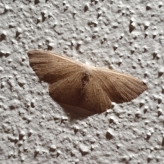 Geometridae (family) ADULT at Peregian Beach, QLD - 24 Jul 2019 by AaronClausen