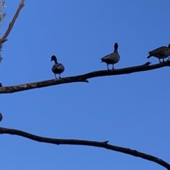Chenonetta jubata (Australian Wood Duck) at Red Hill to Yarralumla Creek - 22 Jul 2019 by ruthkerruish