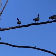 Chenonetta jubata (Australian Wood Duck) at Garran, ACT - 22 Jul 2019 by ruthkerruish