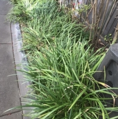 Unverified Plant at Griffith, ACT - 24 Jul 2019 by ianandlibby1