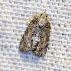 Nanaguna clopaea (a Sarrothripinae moth) at O'Connor, ACT - 14 Oct 2018 by ibaird