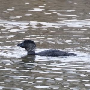 Biziura lobata at Michelago, NSW - 19 Jul 2019