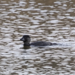 Biziura lobata at Michelago, NSW - 19 Jul 2019