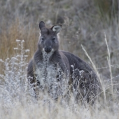 Osphranter robustus (Wallaroo) at Illilanga & Baroona - 19 Jul 2019 by Illilanga