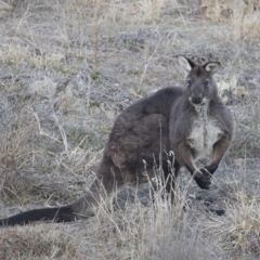 Osphranter robustus at Michelago, NSW - 19 Jul 2019