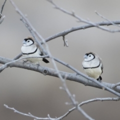 Stizoptera bichenovii (Double-barred Finch) at Michelago, NSW - 19 Jul 2019 by Illilanga