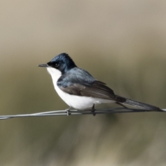 Myiagra inquieta (Restless Flycatcher) at Illilanga & Baroona - 1 Jul 2019 by Illilanga