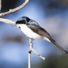 Myiagra inquieta (Restless Flycatcher) at Michelago, NSW - 19 Jul 2019 by Illilanga