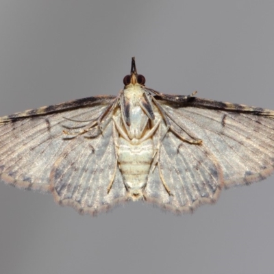 Chloroclystis filata (Filata Moth, Australian Pug Moth) at Evatt, ACT - 3 Dec 2017 by TimL