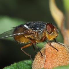 Calliphora sp. (genus) (Unidentified blowfly) at Evatt, ACT - 30 Nov 2017 by TimL