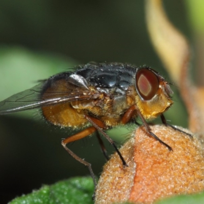 Calliphora sp. (genus) (Unidentified blowfly) at Evatt, ACT - 1 Dec 2017 by TimL