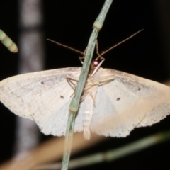 Scopula perlata (Cream Wave) at Rosedale, NSW - 14 Jul 2019 by jbromilow50