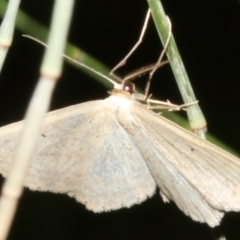 Scopula perlata at Rosedale, NSW - 14 Jul 2019