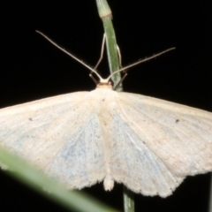 Scopula perlata at Rosedale, NSW - 14 Jul 2019