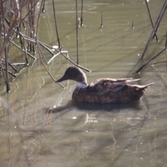 Anas platyrhynchos (Mallard (Domestic Type)) at Phillip, ACT - 25 Jul 2019 by LisaH