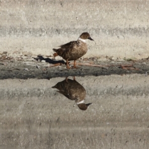 Anas platyrhynchos at Phillip, ACT - 25 Jul 2019 11:11 AM