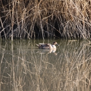 Anas platyrhynchos at Phillip, ACT - 25 Jul 2019