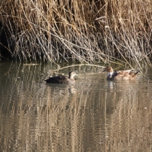 Anas platyrhynchos at Phillip, ACT - 25 Jul 2019 11:11 AM